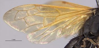 Media type: image;   Entomology 33490 Aspect: wing